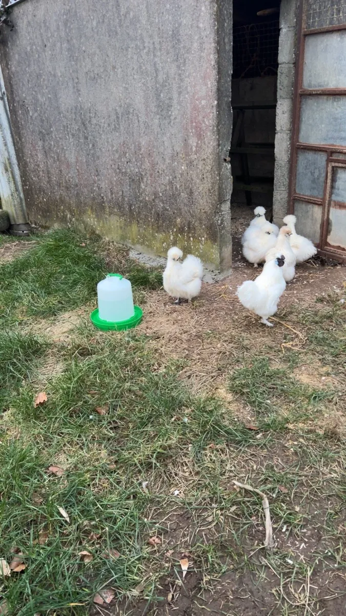 Silkies - Image 3