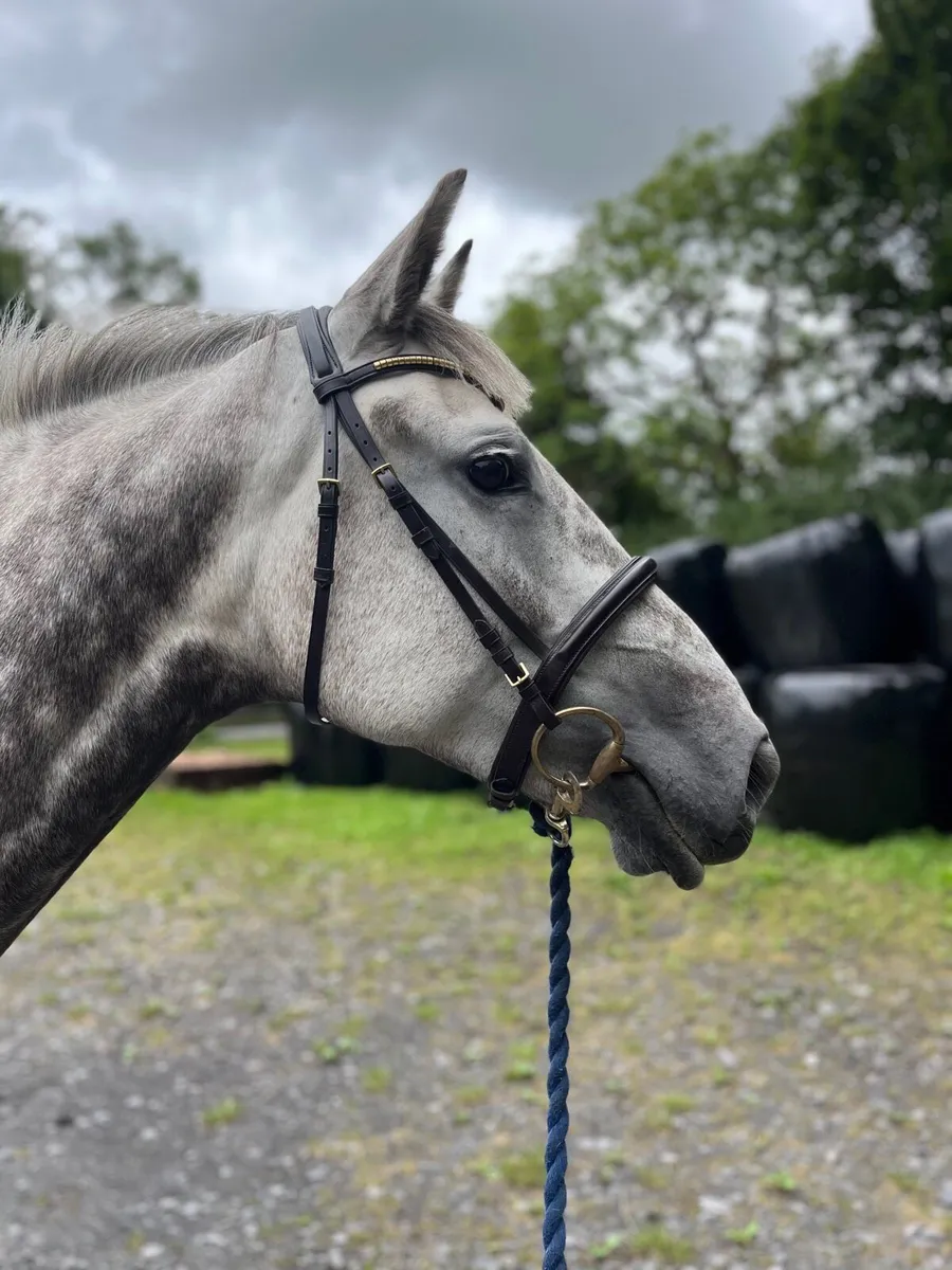 7yo ID mare - Image 2