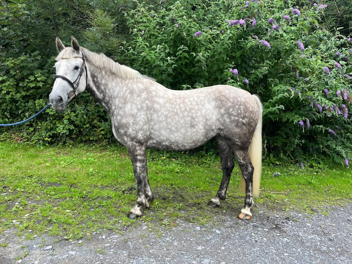 7yo ID mare - Image 3
