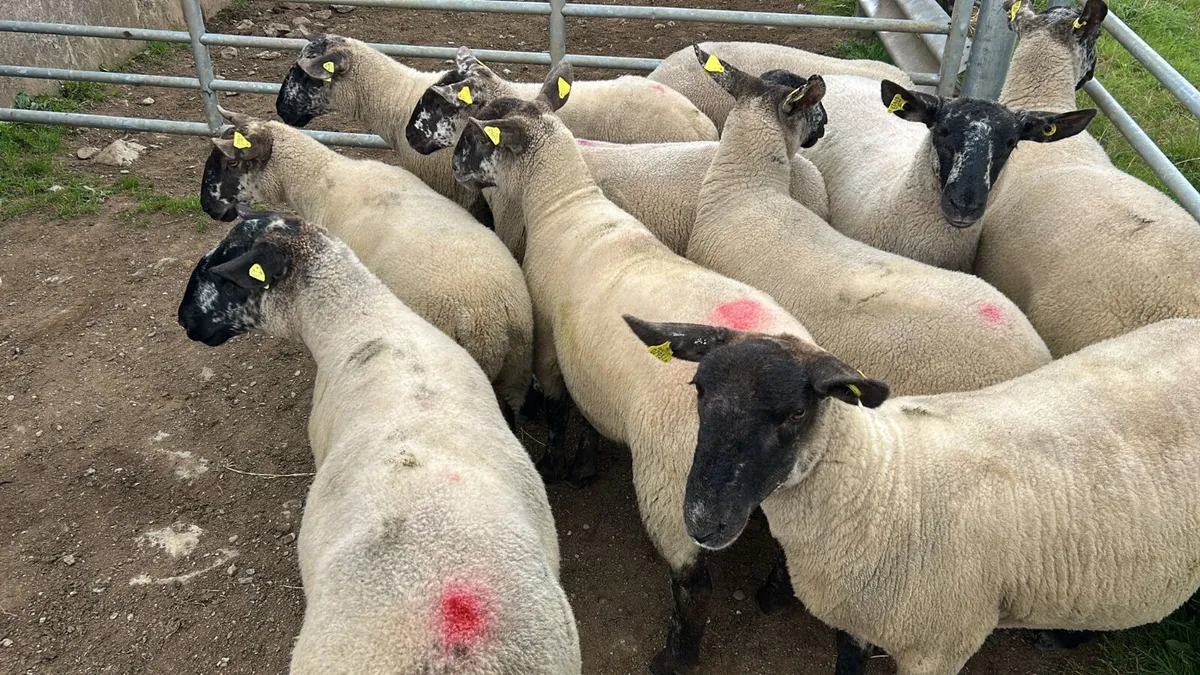 10 strong breeding hoggets - Image 2