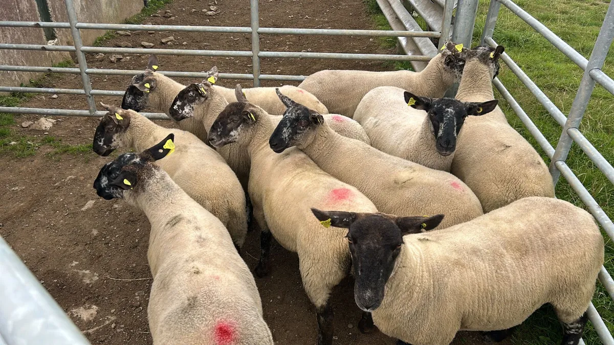 10 strong breeding hoggets - Image 1