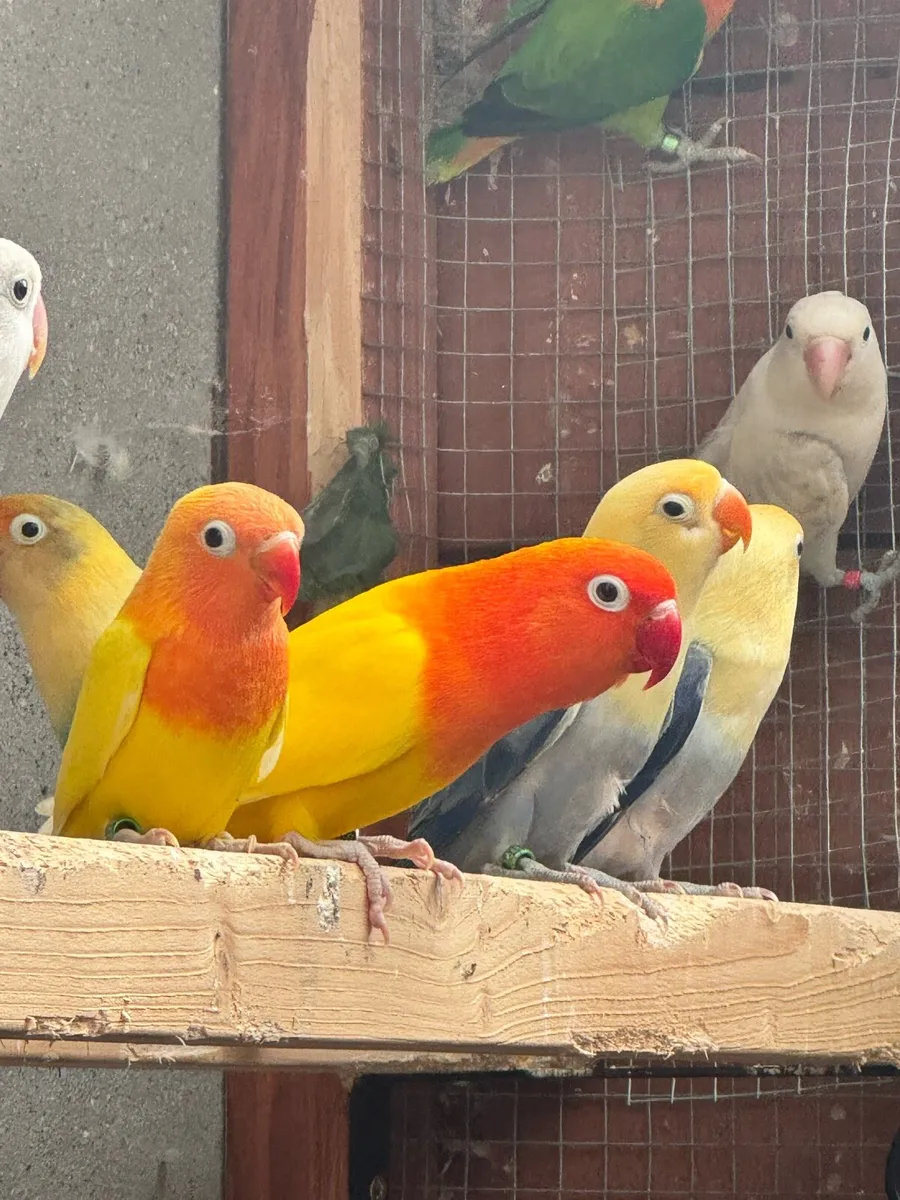 Love birds - Image 2