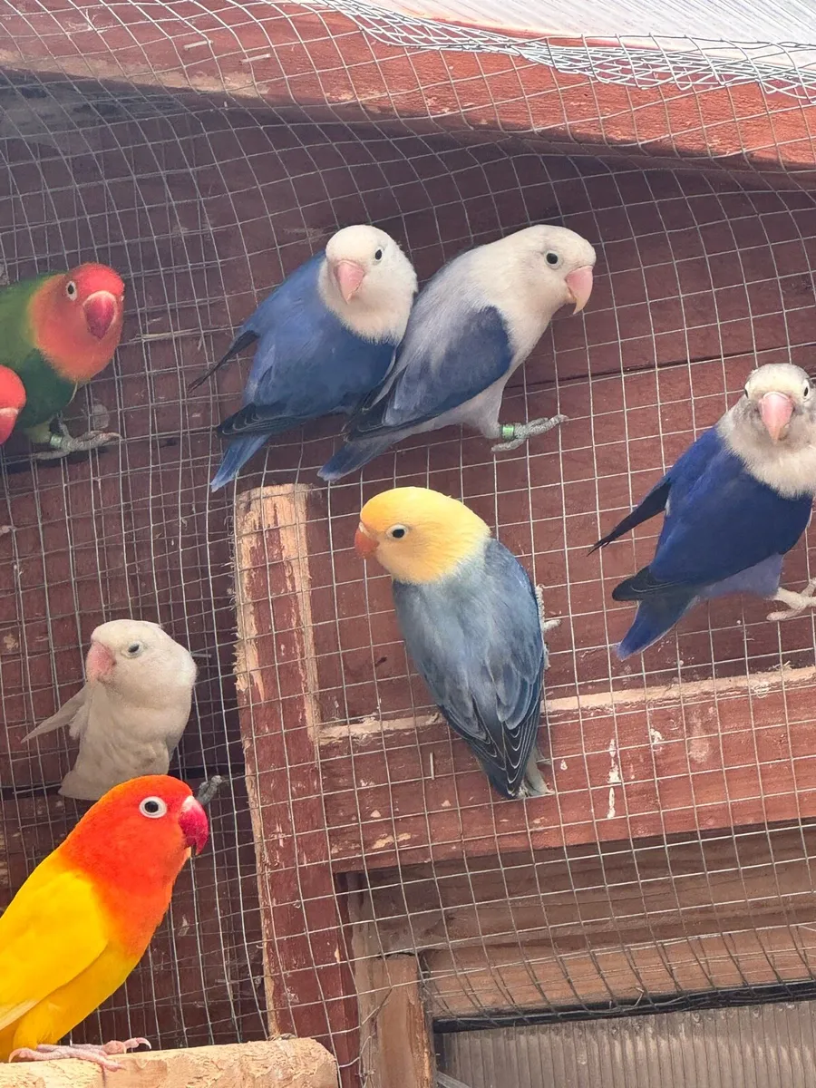 Love birds - Image 1