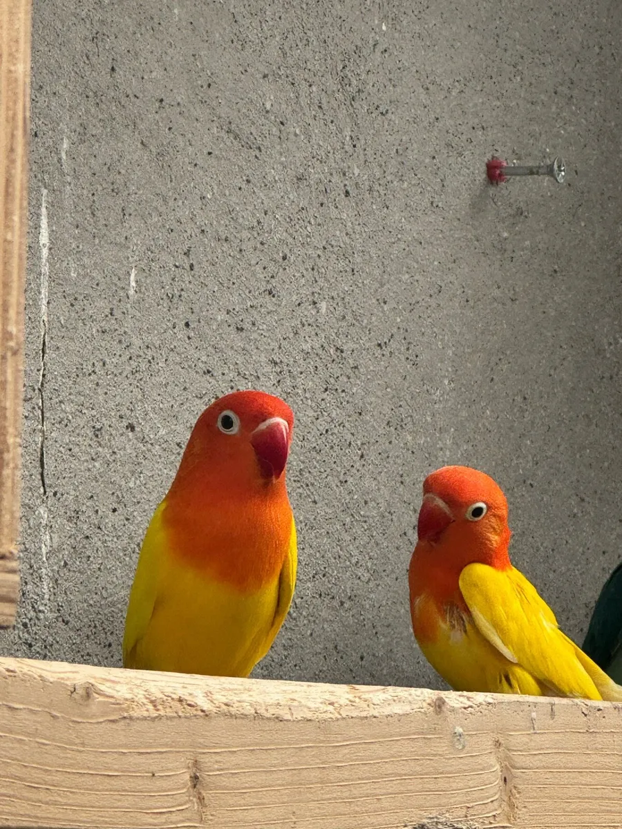 Love birds - Image 3