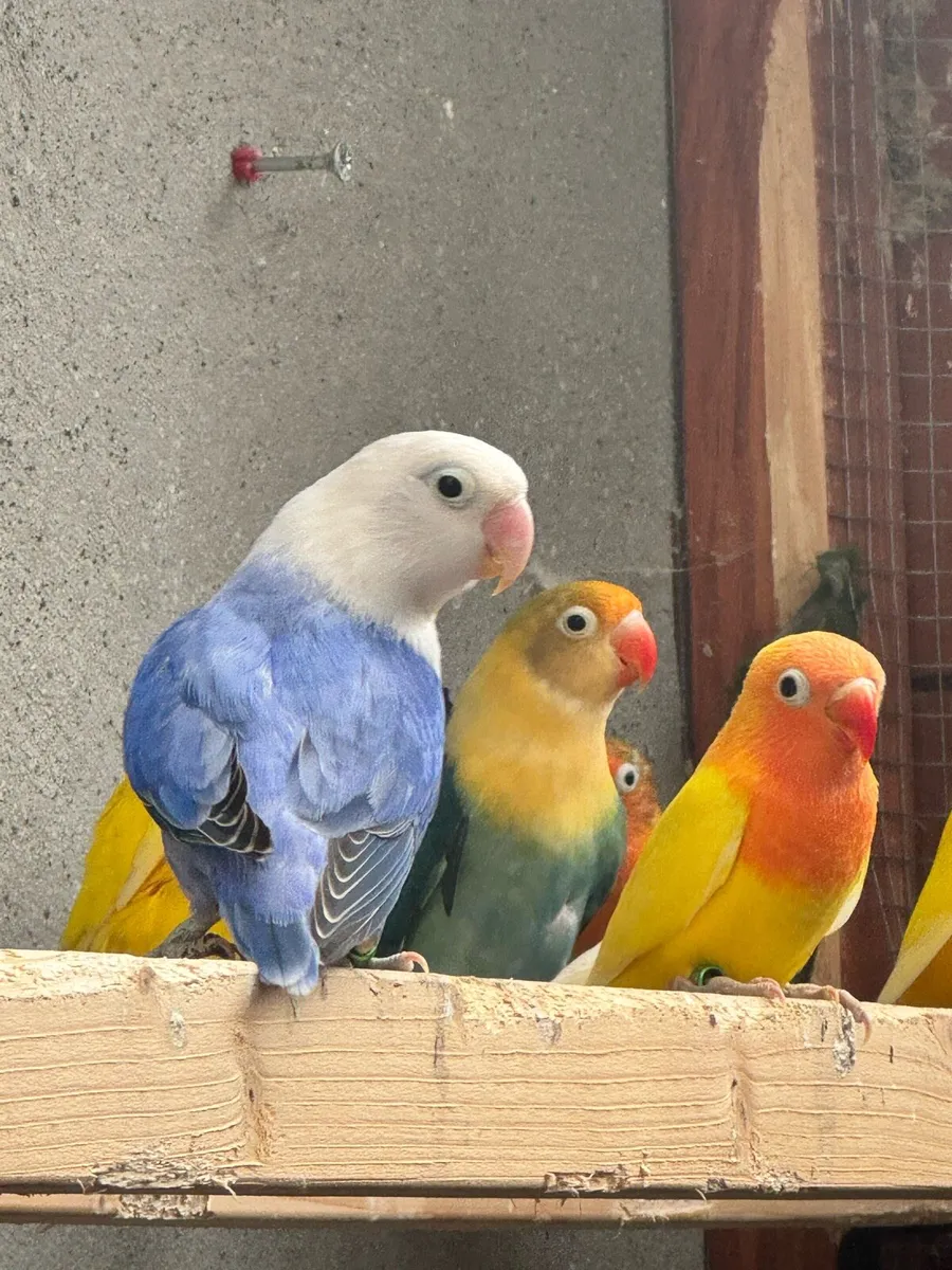 Love birds - Image 4