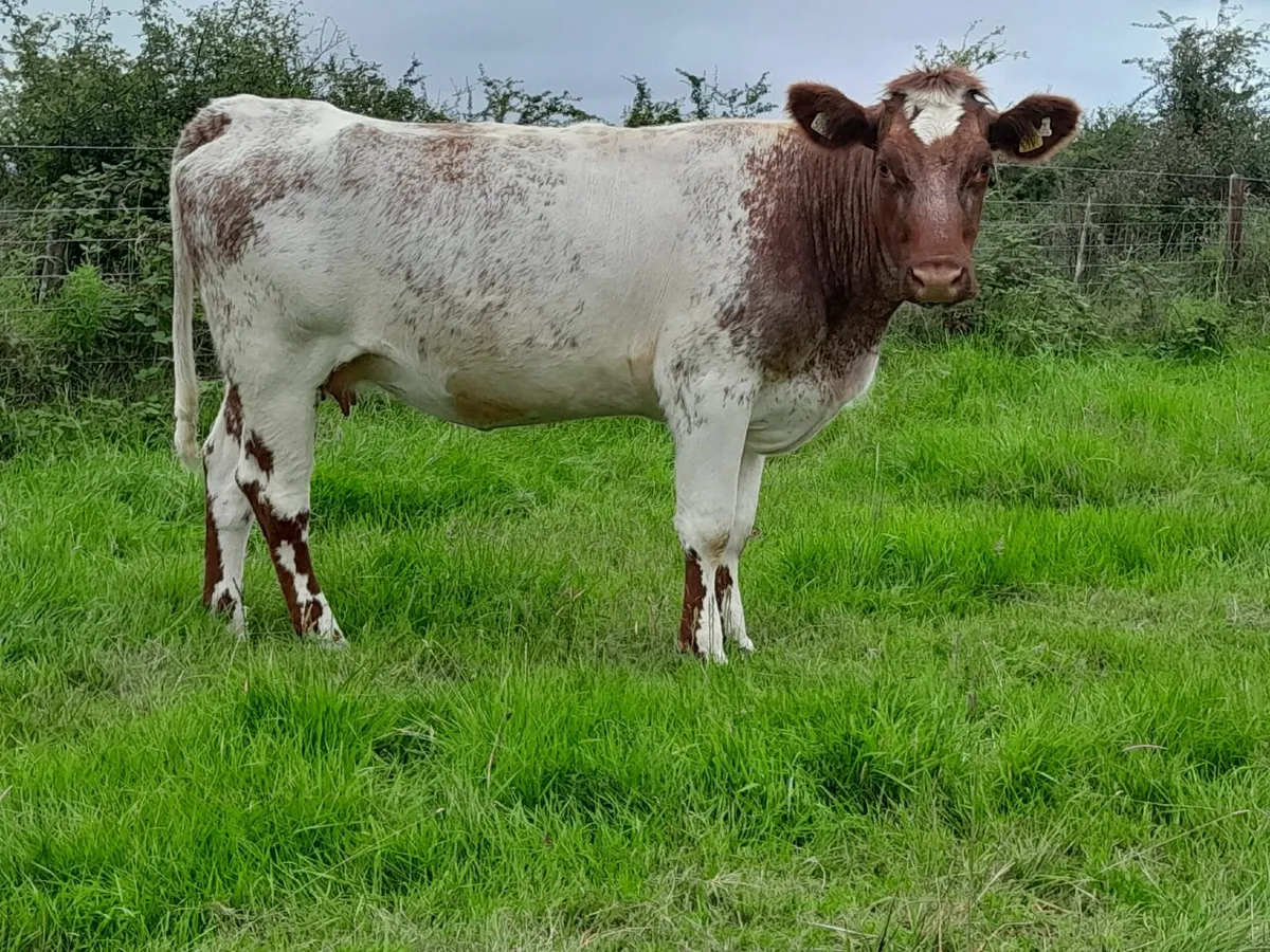 Manorhamilton Mart - PB In-Calf Heifers For Sale - Image 3