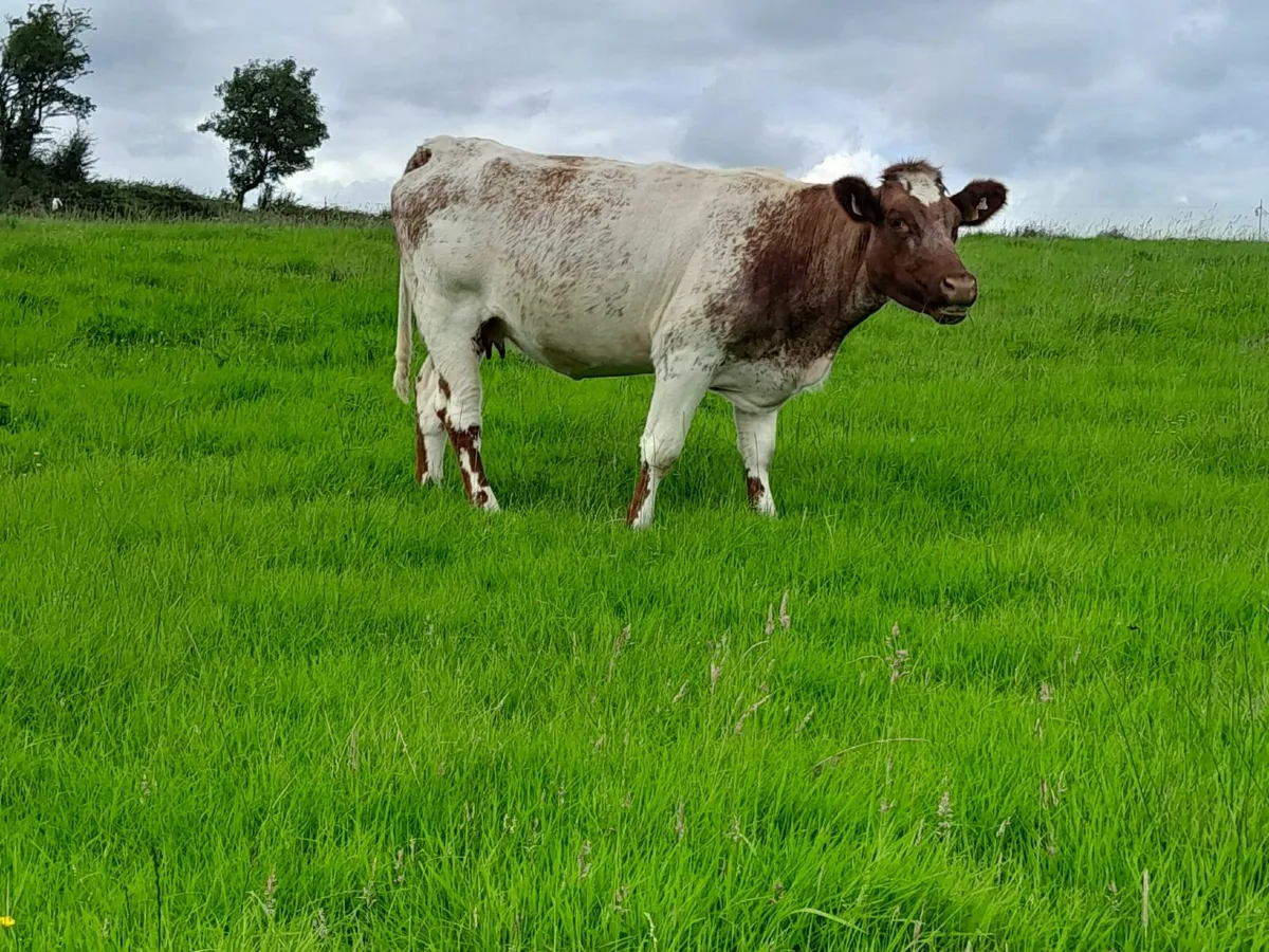 Manorhamilton Mart - PB In-Calf Heifers For Sale - Image 4