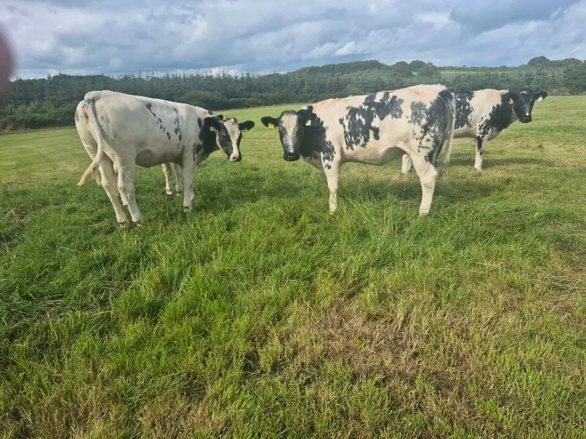 4 Belgian blue heifers for sale - Image 2