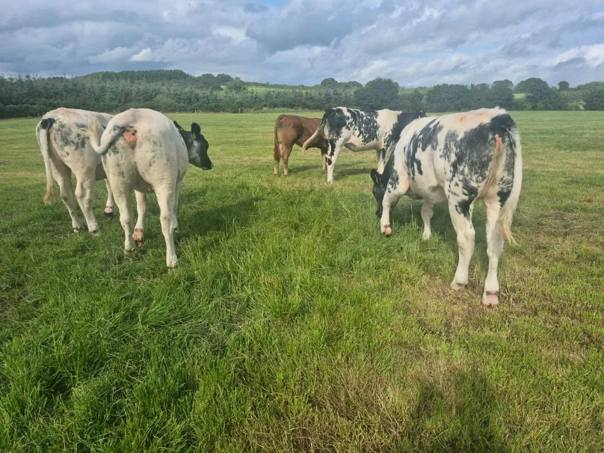 4 Belgian blue heifers for sale - Image 3