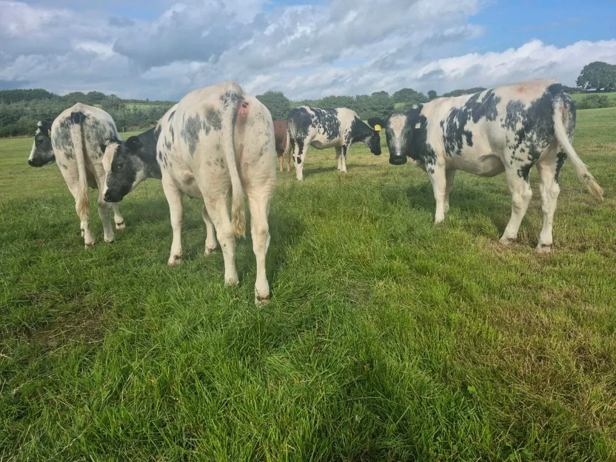4 Belgian blue heifers for sale - Image 4