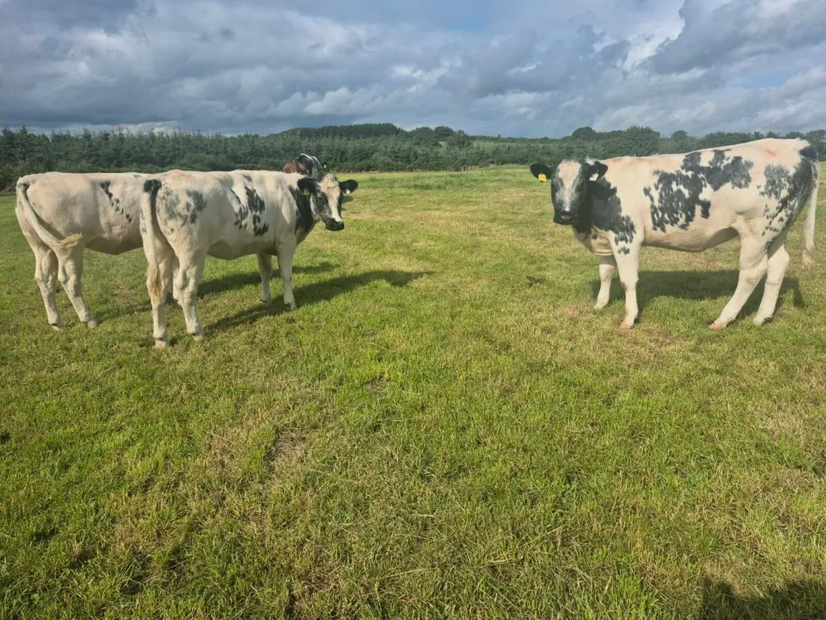 4 Belgian blue heifers for sale - Image 1