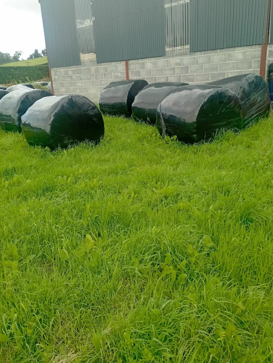 Silage bales - Image 3
