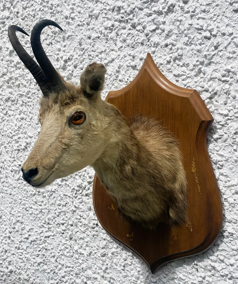 Taxidermy Vintage Alpine Chamois Head Rupicapra - Image 1