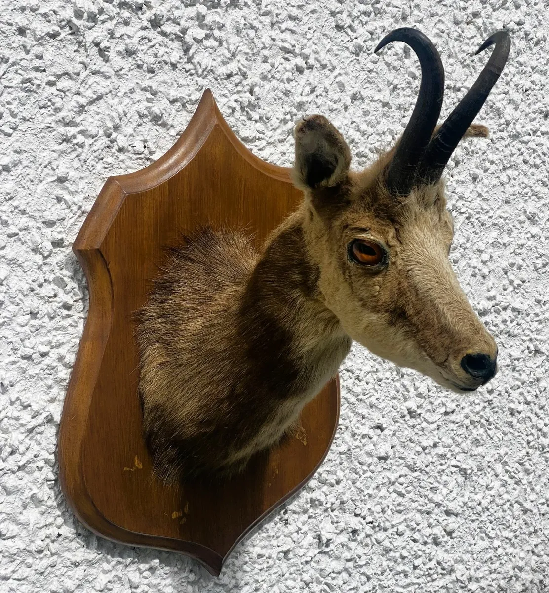 Taxidermy Vintage Alpine Chamois Head Rupicapra - Image 2