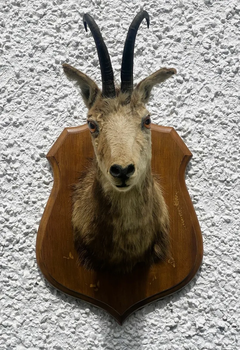 Taxidermy Vintage Alpine Chamois Head Rupicapra - Image 3