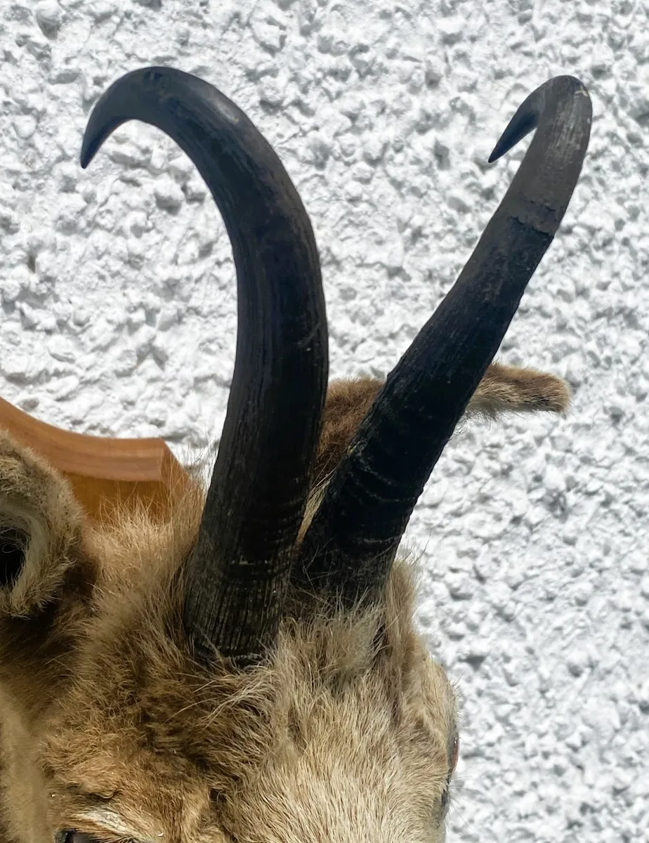 Taxidermy Vintage Alpine Chamois Head Rupicapra - Image 4