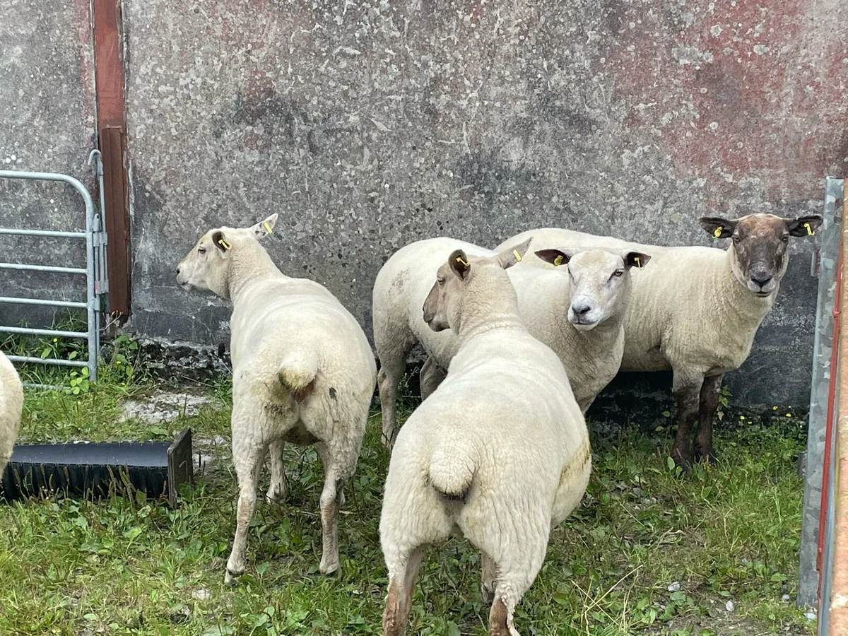Ewe hoggets - Image 2