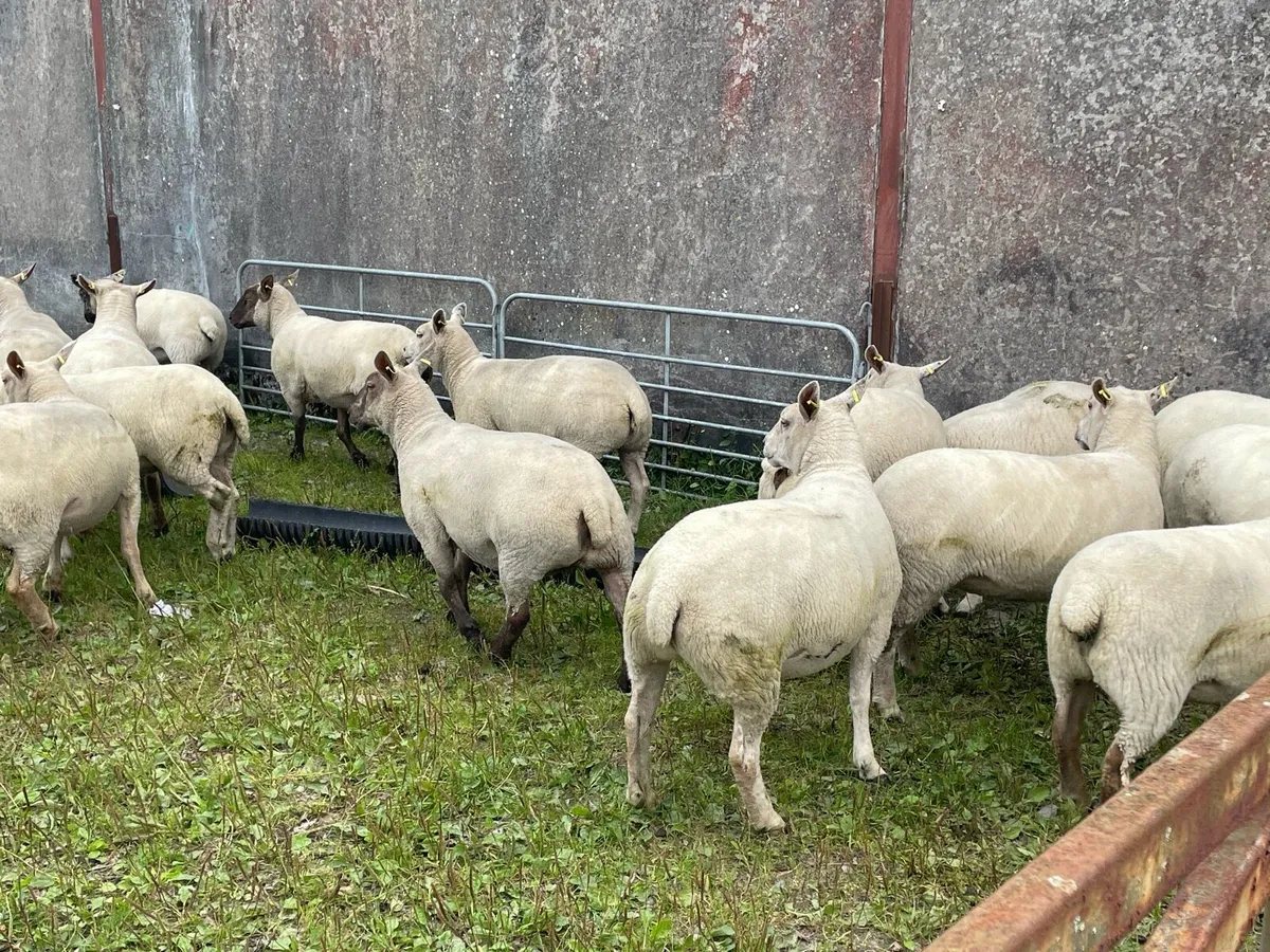 Ewe hoggets - Image 3