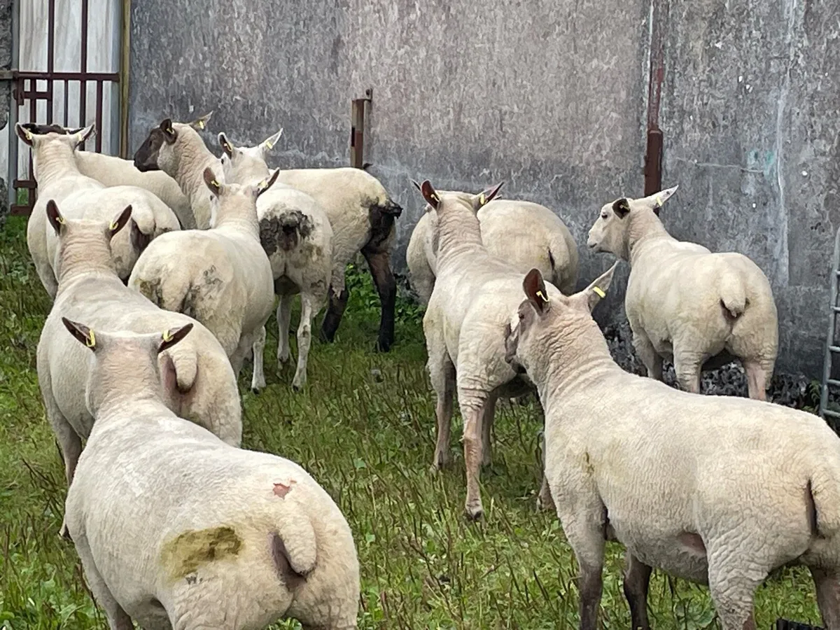 Ewe hoggets - Image 4