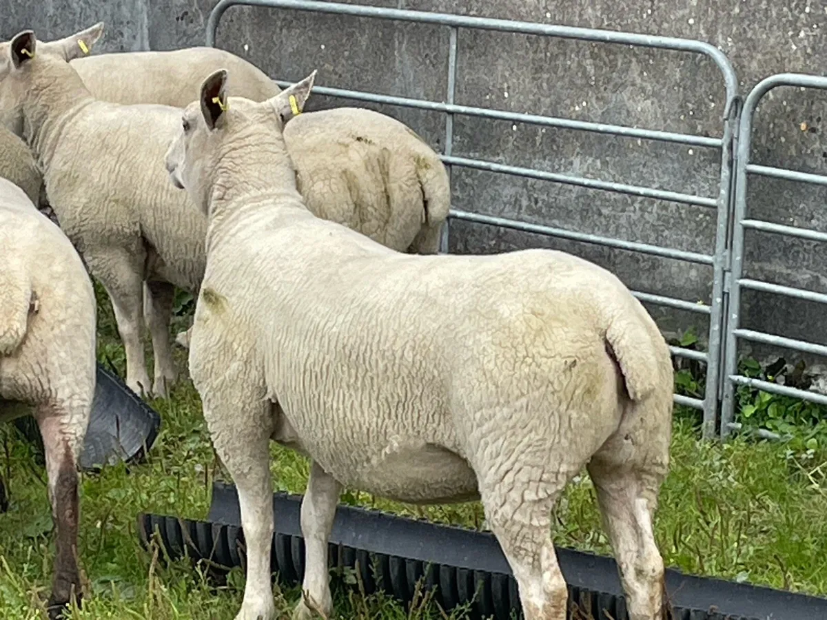 Ewe hoggets - Image 1