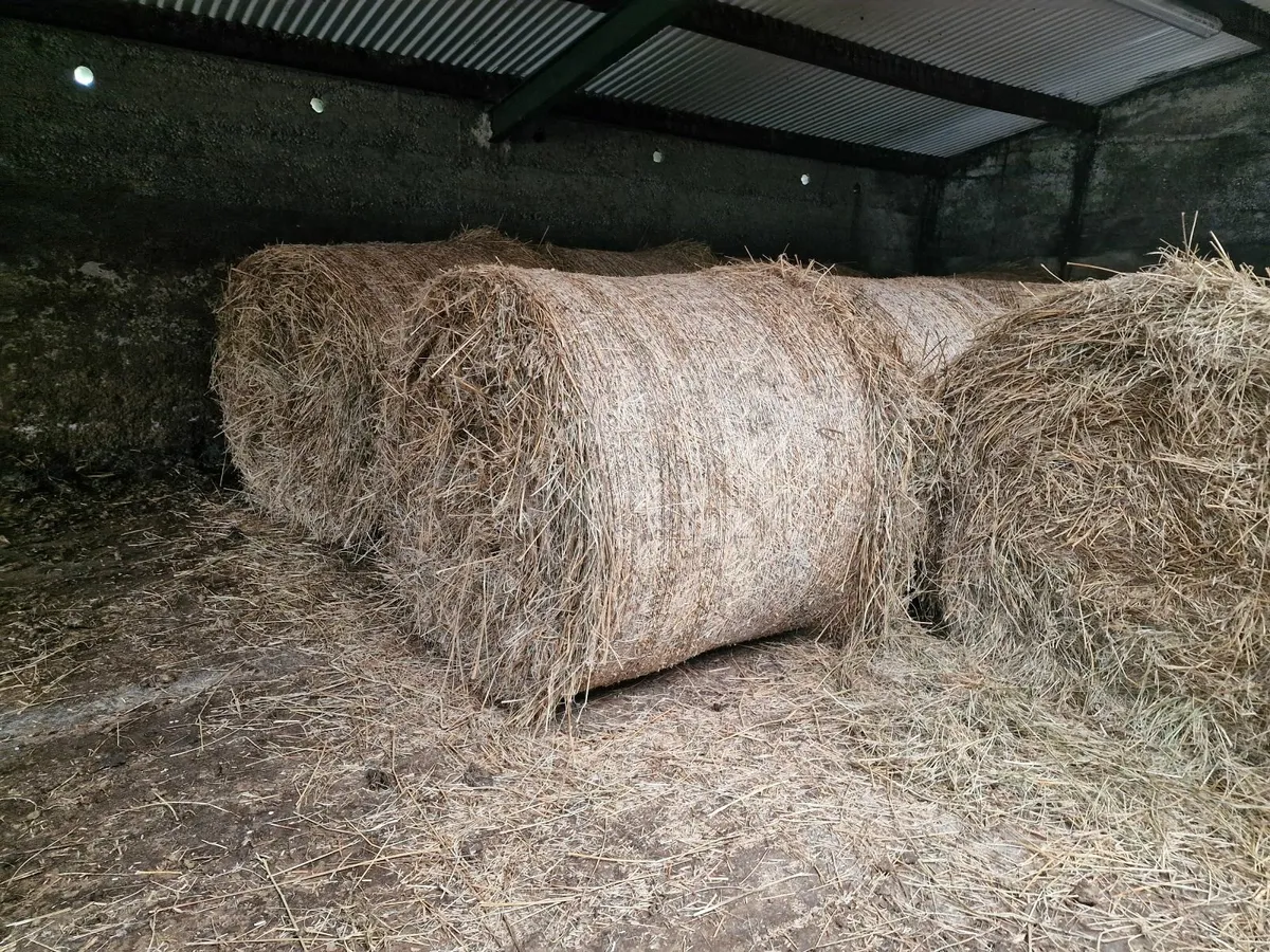 Bedding - Image 1