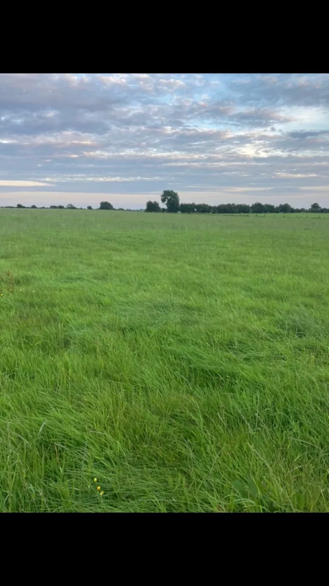 40 silage bales - Image 1