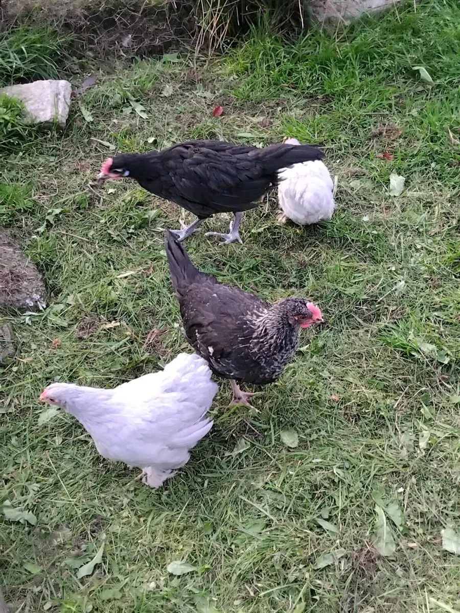 Poultry - Image 2