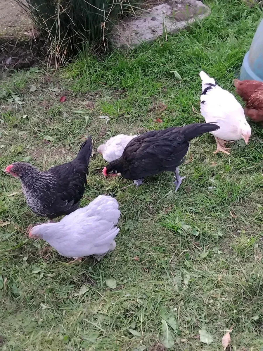 Poultry - Image 3