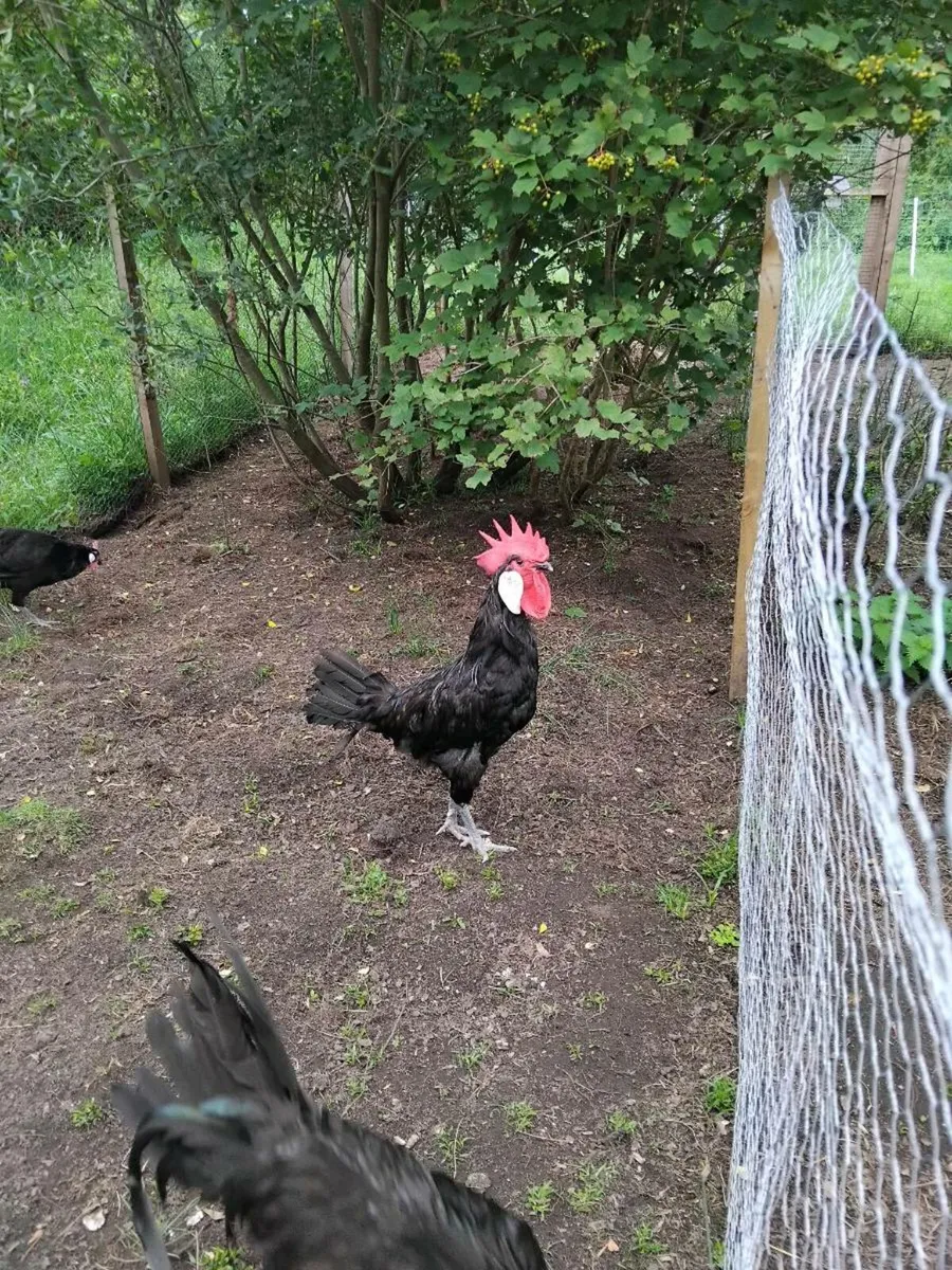 Poultry - Image 4