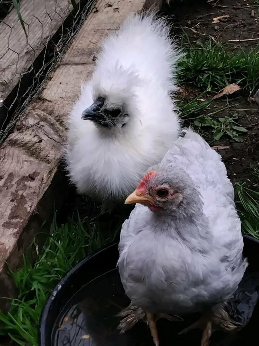 Poultry - Image 1