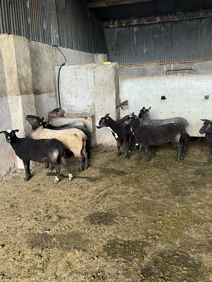 🤩10 black ewe hoggets 🤩 - Image 1