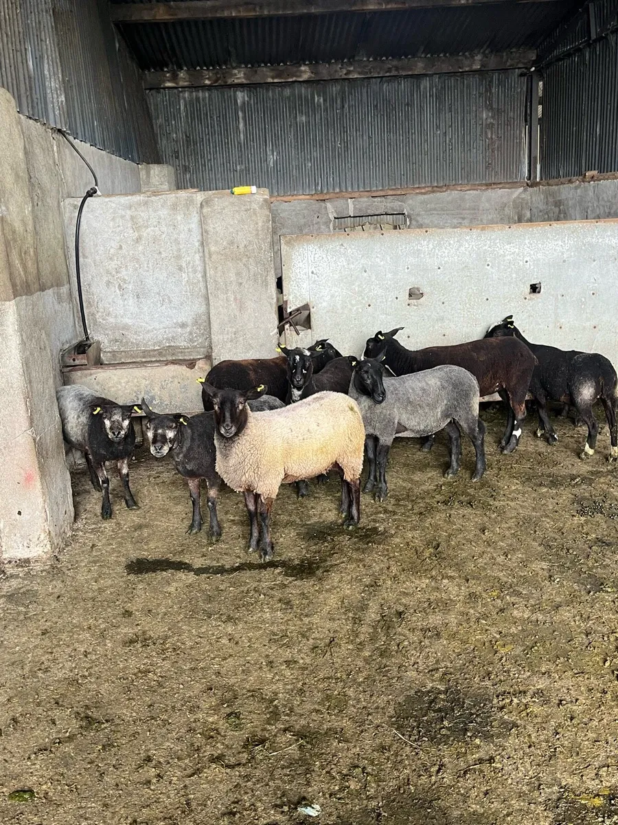 🤩10 black ewe hoggets 🤩 - Image 2