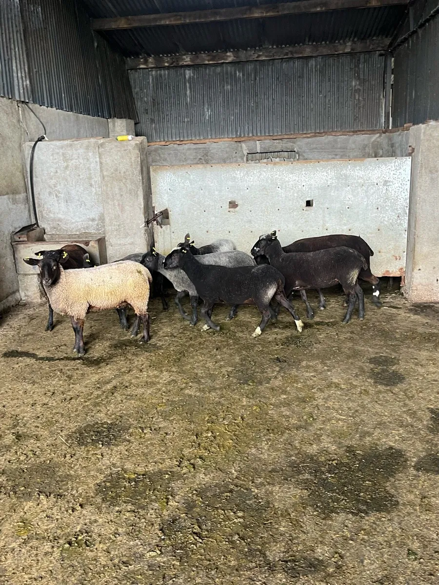 🤩10 black ewe hoggets 🤩 - Image 3