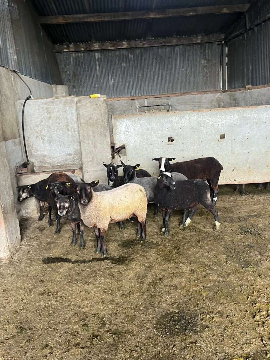 🤩10 black ewe hoggets 🤩 - Image 4