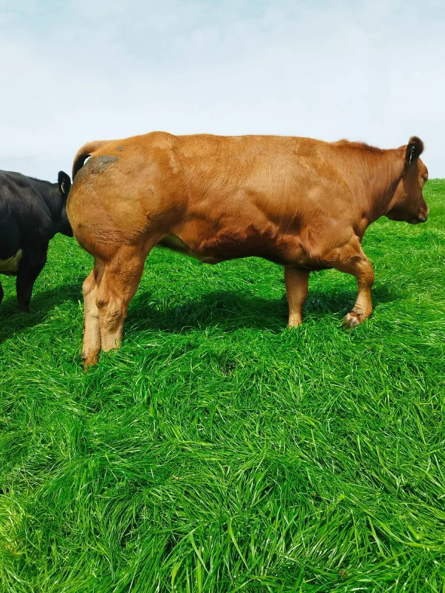 Top quality AI breed suckler heifers - Image 3