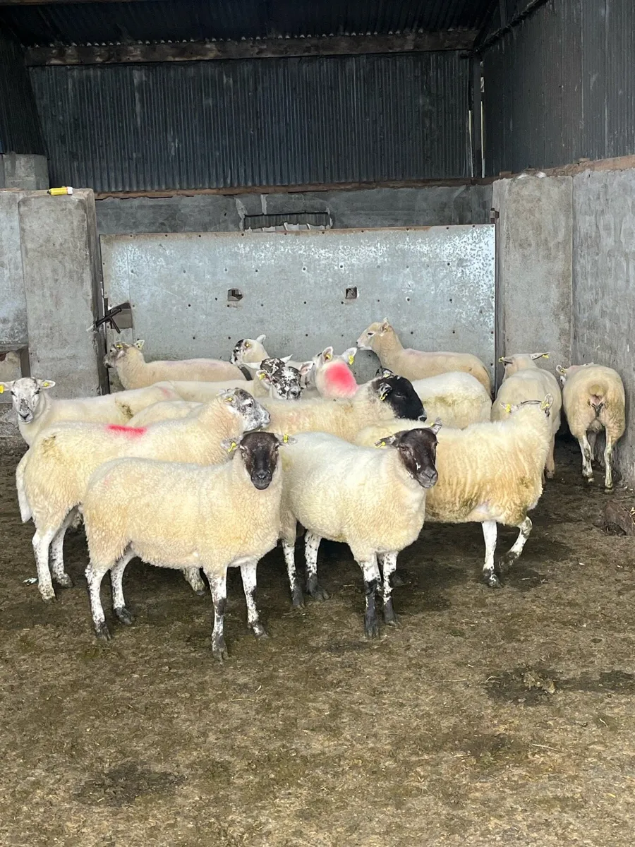 20 hiltex ewe hoggets - Image 1
