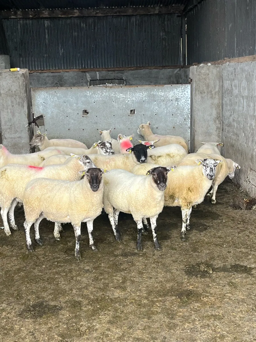 20 hiltex ewe hoggets - Image 2