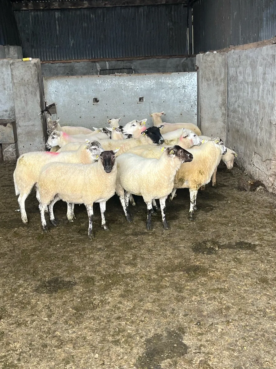 20 hiltex ewe hoggets - Image 3