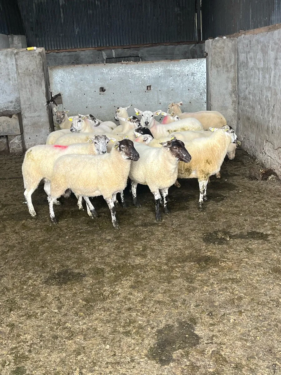 20 hiltex ewe hoggets - Image 4