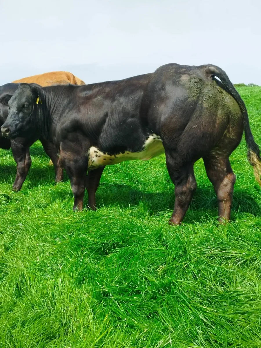 Top quality AI breed suckler heifers - Image 4