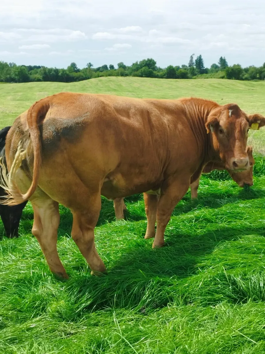 Top quality AI breed suckler heifers - Image 1