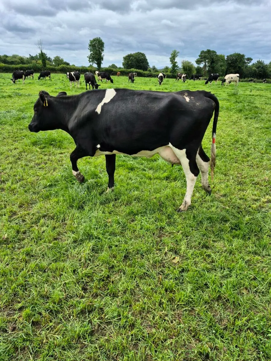 Freshly calved heifer - Image 1