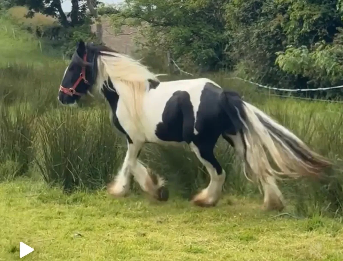 Stunning 2 1/2 year old piebald cob gelding - Image 1