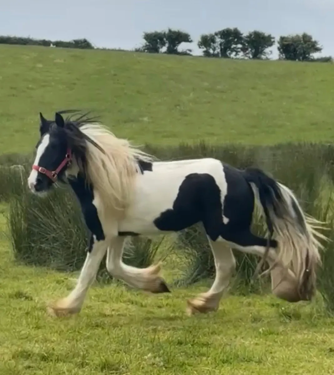 Stunning 2 1/2 year old piebald cob gelding - Image 2