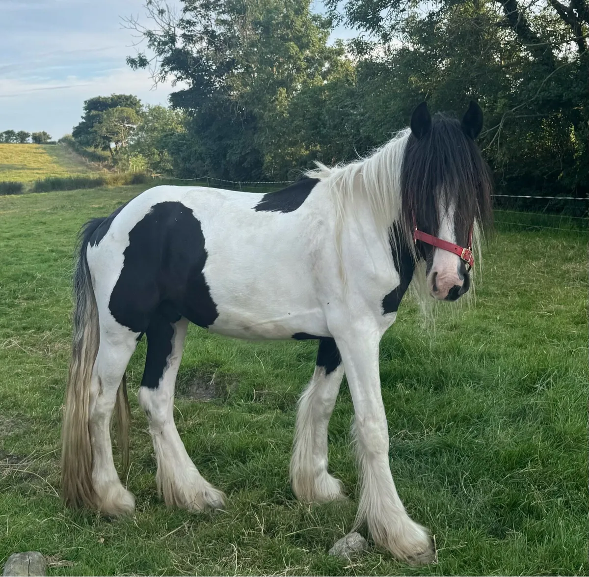 Stunning 2 1/2 year old piebald cob gelding - Image 3