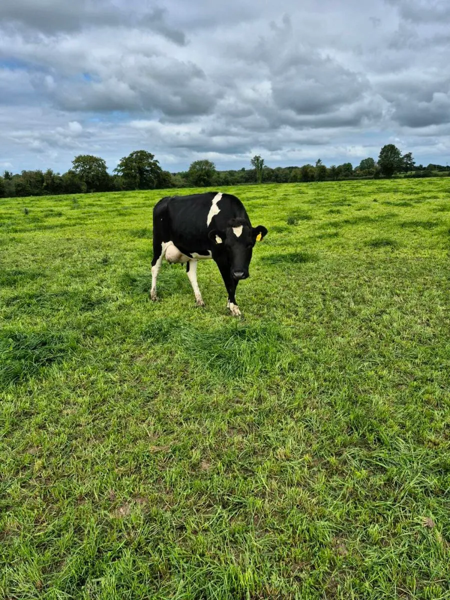 Freshly calved heifer - Image 2