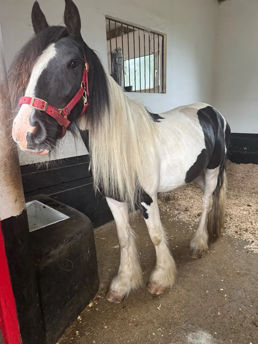 Stunning 2 1/2 year old piebald cob gelding - Image 4
