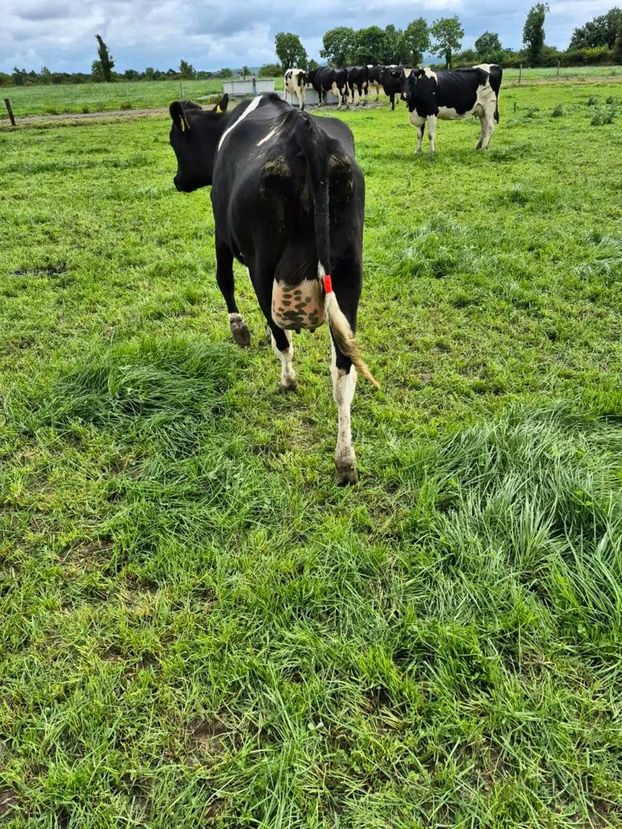 Freshly calved heifer - Image 3