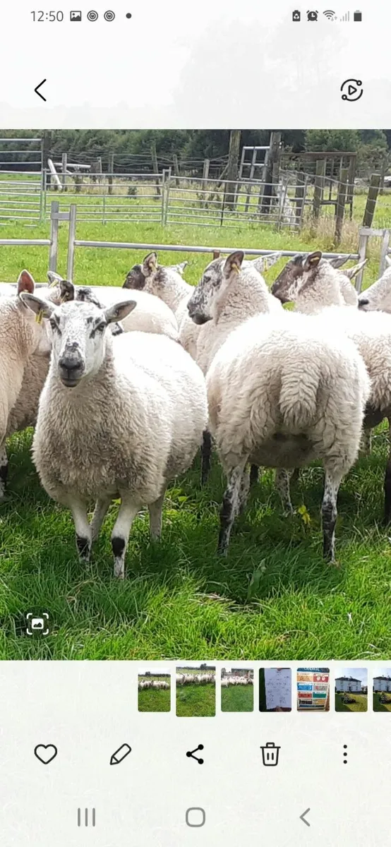 Organic Hoggets - Image 3