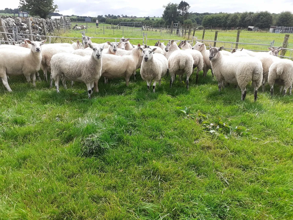 Organic Hoggets - Image 4